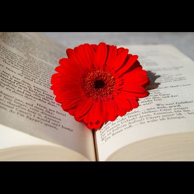 クリスマスに冷蔵冷凍車をレンタカー希望の方はレンタルキャンピング田中屋にお問い合わせください。